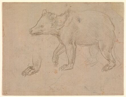 Leonardo da Vinci, ‘A Bear Walking’, ca. 1482–1485