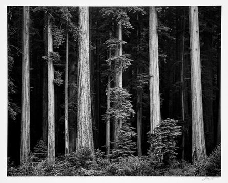 Ansel Adams, ‘Redwoods, Bull Creek Flat, Northern California’, 1960