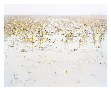 Joe Johnson, ‘Frozen Crop’, 2011