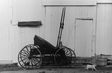 George Tice, ‘Buggy and Cats’, 1967