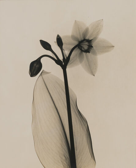 Dain Tasker, ‘Amazon Lily’, ca. 1930