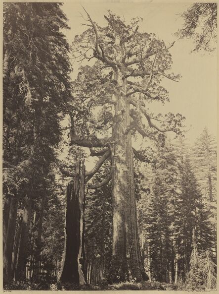 Carleton E. Watkins, ‘Grizzly Giant, Mariposa Grove’, 1861