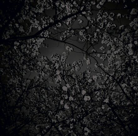 Toshio Enomoto, ‘024 - Cherry blossoms in MAruyama Park at night’, 1992