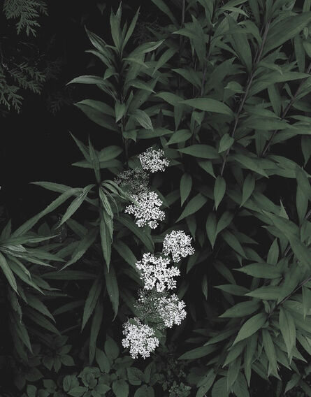 Peter-Cornell Richter, ‘untitled (White Blossoms)’, 2015