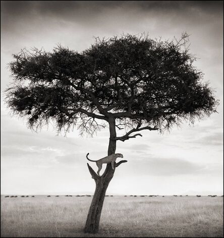 Nick Brandt, ‘Cheetah in Tree, Maasai Mara, 2003’, 2003