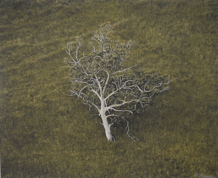 Kate Breakey, ‘Eucalyptus Tree, Hillside, South Australia’