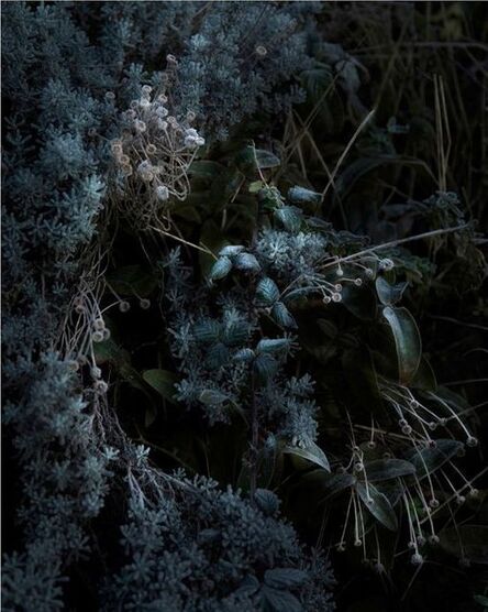 Nicolas Dhervillers, ‘Still Life (Flora)’, 2013-2015