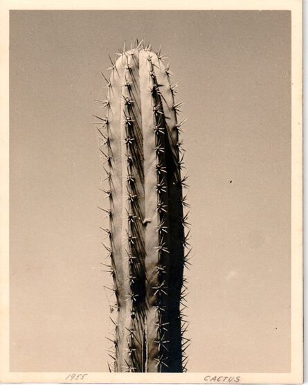 Alfredo Cortina, ‘Cactus’, 1955