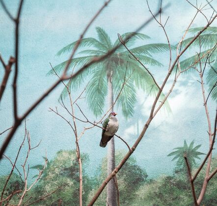 Eric Pillot, ‘Wompoo fruit dove and palm trees ’, 2015