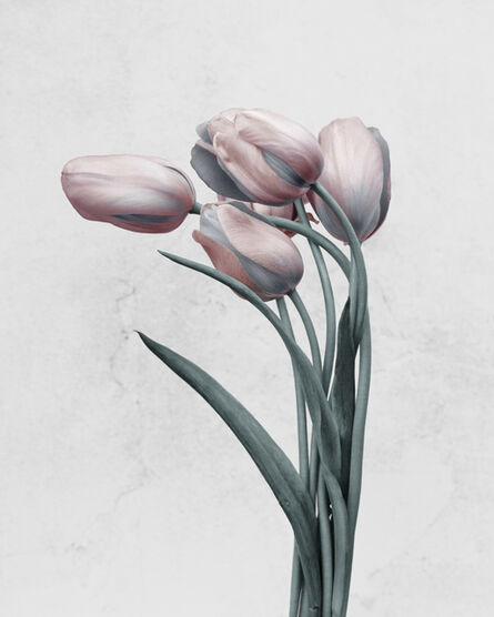 Vee Speers, ‘Tulipa gesneriana’, 2016