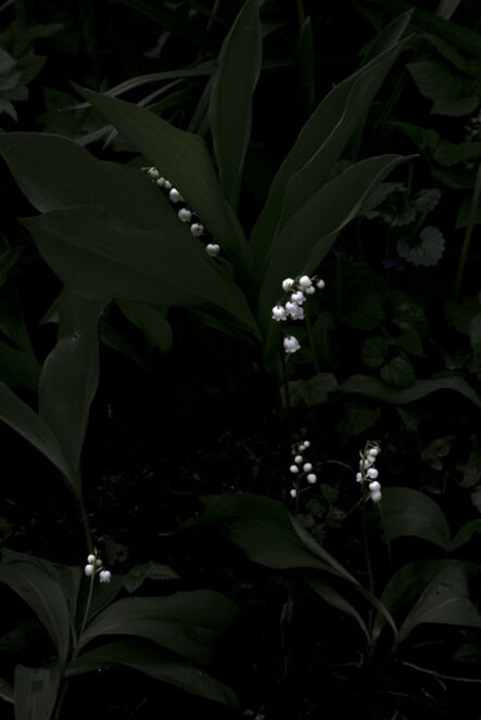 Elspeth Diederix, ‘Lily of the Valley’, 2014
