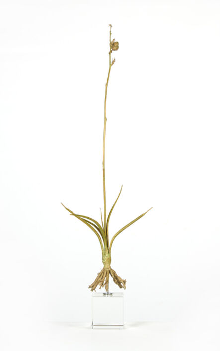 Nic Bladen, ‘Hesperaloe Parviflora ’, 2021