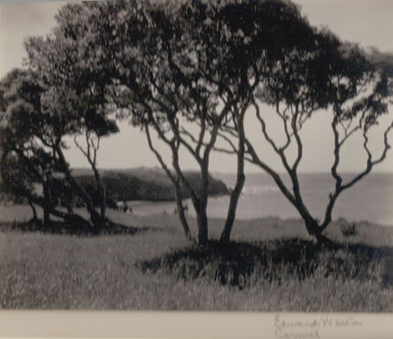 Edward Weston, ‘Carmel, Trees’, ca. 1940