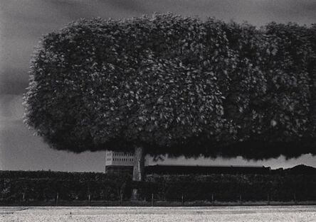 Michael Kenna, ‘Windy Trees, Les Tuileries, Paris, France’, 1984