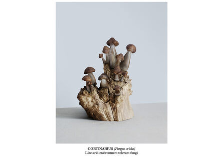 Vincent Fournier, ‘Cortinarius [Fungus aridus]’, 2015