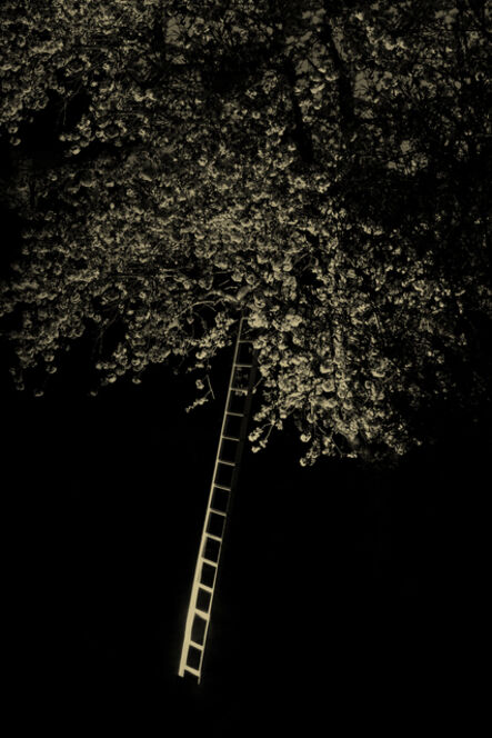 Paul Cupido, ‘Tree Ladder’, 2019