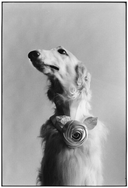 Elliott Erwitt, ‘New York City (Dog Portrait)’, 1999