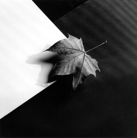 Robert Mapplethorpe, ‘Leaf’, 1986