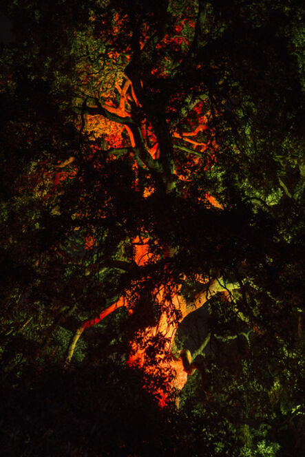 Itamar Freed, ‘Burning Tree’, 2016