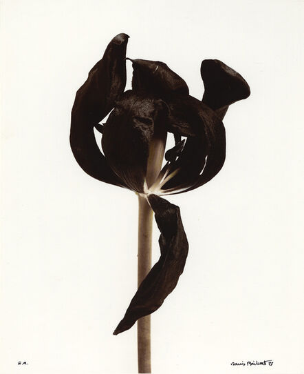 Denis Brihat, ‘Tulipe noire (Black tulip)’, 1980