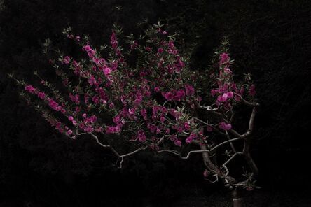 Shen Wei 沈玮 (b. 1977), ‘Peach Tree’, 2014