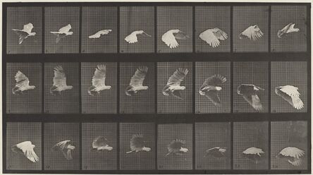 Eadweard Muybridge, ‘Animal Locomotion, Plate 758’, 1887