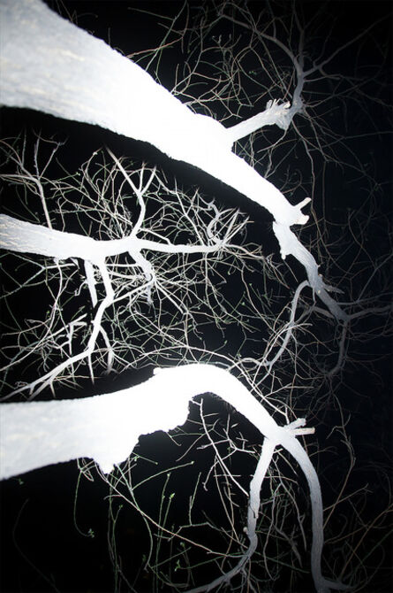 Fan Xi, ‘Tree(detail) No.1’, 2014