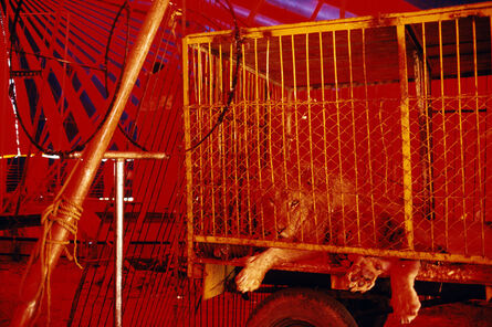 Alex Webb, ‘Circus lion. Merida. Mexico. ’, 1983