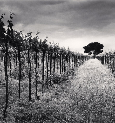 Michael Kenna, ‘Vineyard and Stone Pine Tree, Cepagatti, Abruzzo, Italy’, 2016