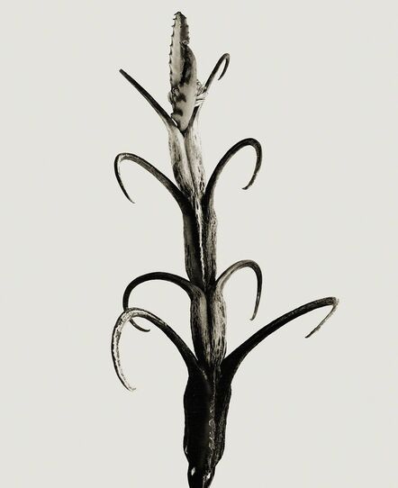 Joan Fontcuberta, ‘Herbarium’, 1985