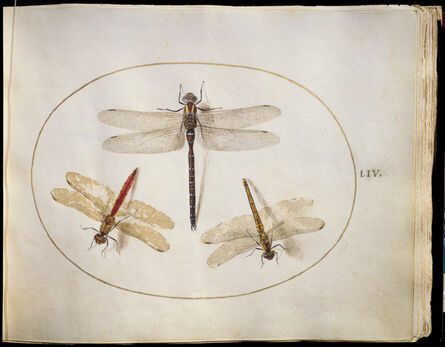 Joris Hoefnagel, ‘Animalia Rationalia et Insecta (Ignis):  Plate LIV’, ca. 1575/1580