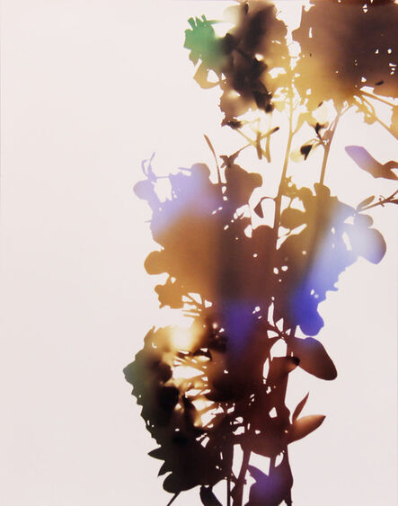James Welling, ‘001, A (from "Flowers")’, 2006