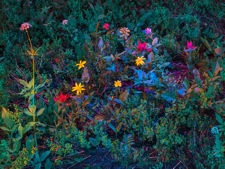 Christopher Rodriguez, ‘Summer Flowers, MT’, 2018