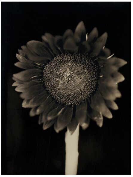 Chuck Close, ‘Sunflower’, 2007