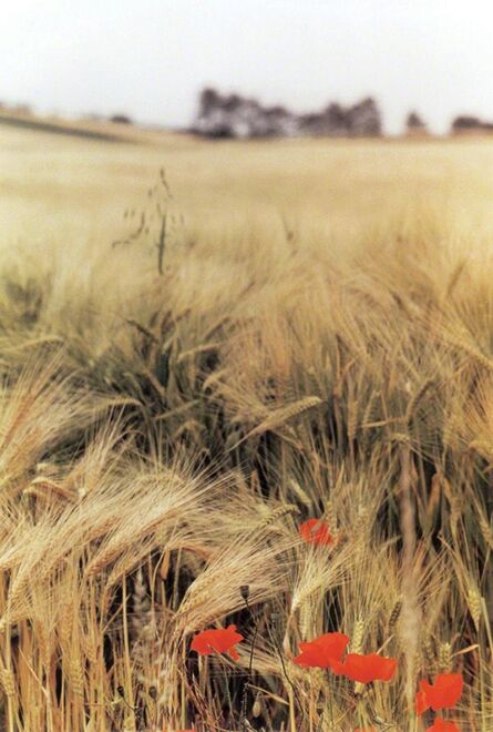 Ralph Gibson, ‘Wheat Field, Burgundy’, 1993