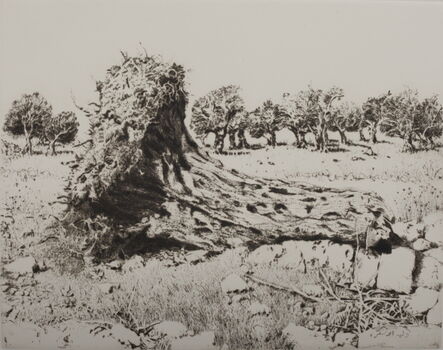 Walid Abu Shakra, ‘Ancient olive trunk’, 1985