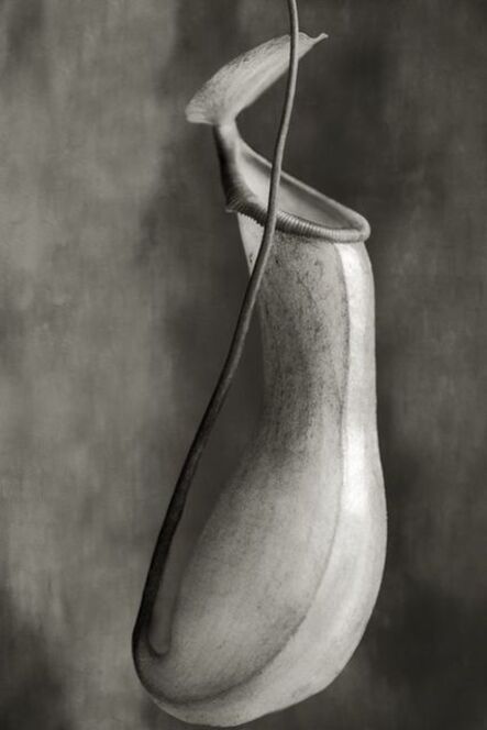 Beth Moon, ‘Nepenthes Ventricosa’, 2008