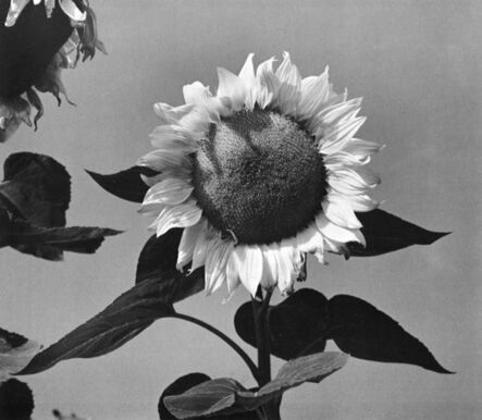 Paul Caponigro, ‘Sunflower Face, Boston, MA’, 1965