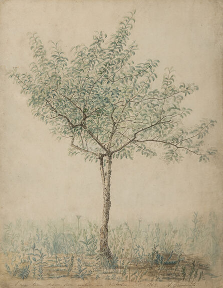 A. Grinevato, ‘A Pear Tree Drawn from Nature in Columbia, South Carolina’, 1865
