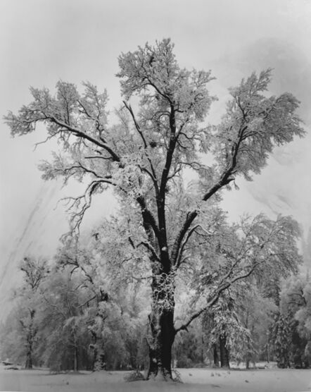 Ansel Adams, ‘Oaktree, Snowstorm, Yosemite National Park, CA’, 1948