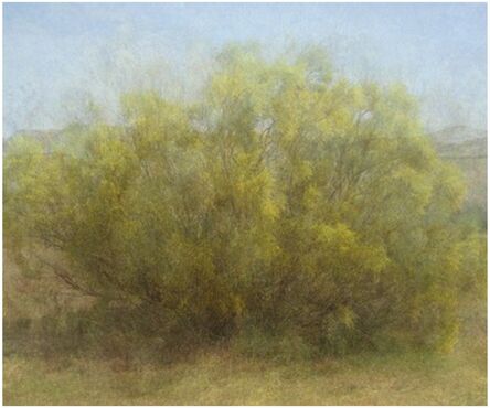 Amy Elkins, ‘Fourteen Years out of a Death Row Sentence (Dying Wish- Ratama Tree)’, 2009-2016