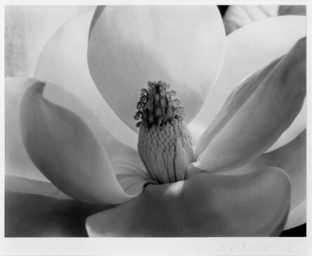 Imogen Cunningham, ‘Magnolia Blossom ’, 1925