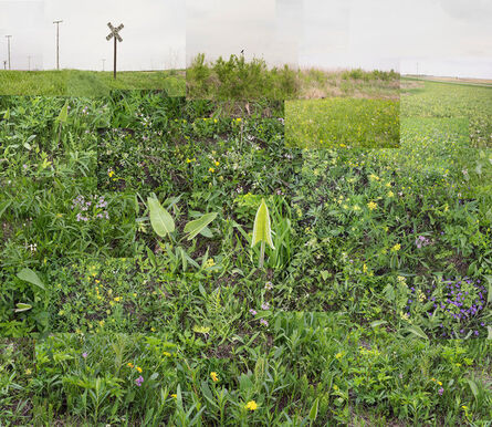 Terry Evans, ‘A Small Central Illinois Prairie, May 15’, 2018