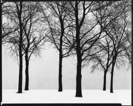 Harry Callahan, ‘Chicago (trees)’, 1950