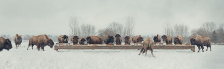 Claire Rosen, ‘The Bison Feast’, 2014