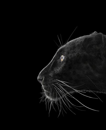 Brad Wilson, ‘Black Leopard #2, Monterey, CA’, 2014