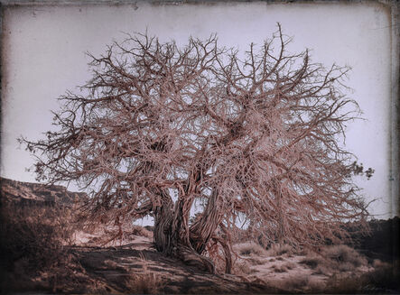 Kate Breakey, ‘Juniper Tree, Monument Valley, Utah   ’