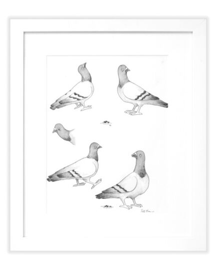 Todd Francis, ‘B/W BOUTIQUE PIGEONS’