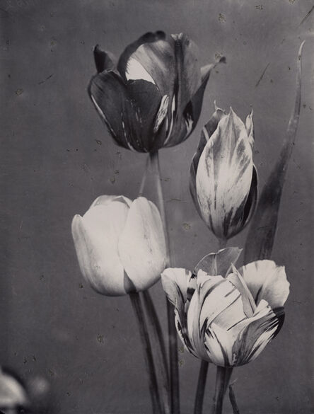 Charles Jones (1866-1959), ‘May Flowering Tulips Mixed c.1900’, c.1900