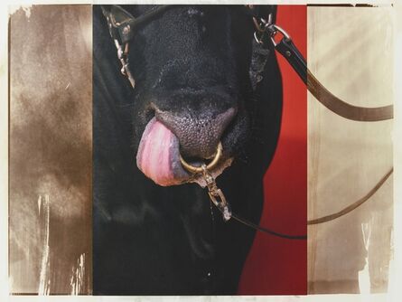 R. J. Kern, ‘Supreme Champion Bull (tongue detail)’, 2019